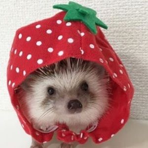 Meet your Posher, Samantha